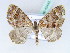  ( - BC ZSM Lep 42443)  @11 [ ] CreativeCommons - Attribution Non-Commercial Share-Alike (2010) Axel Hausmann/Bavarian State Collection of Zoology (ZSM) SNSB, Zoologische Staatssammlung Muenchen