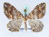  ( - BC ZSM Lep 42444)  @11 [ ] CreativeCommons - Attribution Non-Commercial Share-Alike (2010) Axel Hausmann/Bavarian State Collection of Zoology (ZSM) SNSB, Zoologische Staatssammlung Muenchen