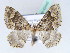  ( - BC ZSM Lep 42445)  @11 [ ] CreativeCommons - Attribution Non-Commercial Share-Alike (2010) Axel Hausmann/Bavarian State Collection of Zoology (ZSM) SNSB, Zoologische Staatssammlung Muenchen