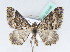  ( - BC ZSM Lep 42446)  @13 [ ] CreativeCommons - Attribution Non-Commercial Share-Alike (2010) Axel Hausmann/Bavarian State Collection of Zoology (ZSM) SNSB, Zoologische Staatssammlung Muenchen