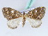  ( - BC ZSM Lep 42458)  @11 [ ] CreativeCommons - Attribution Non-Commercial Share-Alike (2010) Axel Hausmann/Bavarian State Collection of Zoology (ZSM) SNSB, Zoologische Staatssammlung Muenchen