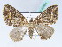  ( - BC ZSM Lep 42464)  @11 [ ] CreativeCommons - Attribution Non-Commercial Share-Alike (2010) Axel Hausmann/Bavarian State Collection of Zoology (ZSM) SNSB, Zoologische Staatssammlung Muenchen