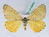  (Zerenopsis geometrina - BC ZSM Lep 42469)  @14 [ ] CreativeCommons - Attribution Non-Commercial Share-Alike (2010) Axel Hausmann/Bavarian State Collection of Zoology (ZSM) SNSB, Zoologische Staatssammlung Muenchen
