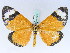  ( - BC ZSM Lep 42471)  @13 [ ] CreativeCommons - Attribution Non-Commercial Share-Alike (2010) Axel Hausmann/Bavarian State Collection of Zoology (ZSM) SNSB, Zoologische Staatssammlung Muenchen