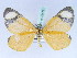  (Paraptychodes tenuis - BC ZSM Lep 42472)  @13 [ ] CreativeCommons - Attribution Non-Commercial Share-Alike (2010) Axel Hausmann/Bavarian State Collection of Zoology (ZSM) SNSB, Zoologische Staatssammlung Muenchen