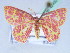  (Chrysocraspeda AH01 - BC ZSM Lep 42492)  @11 [ ] CreativeCommons - Attribution Non-Commercial Share-Alike (2010) Axel Hausmann/Bavarian State Collection of Zoology (ZSM) SNSB, Zoologische Staatssammlung Muenchen