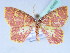  (Chrysocraspeda zombensis - BC ZSM Lep 42493)  @13 [ ] CreativeCommons - Attribution Non-Commercial Share-Alike (2010) Axel Hausmann/Bavarian State Collection of Zoology (ZSM) SNSB, Zoologische Staatssammlung Muenchen