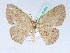  ( - BC ZSM Lep 42494)  @14 [ ] CreativeCommons - Attribution Non-Commercial Share-Alike (2010) Axel Hausmann/Bavarian State Collection of Zoology (ZSM) SNSB, Zoologische Staatssammlung Muenchen
