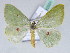  ( - BC ZSM Lep 42501)  @14 [ ] CreativeCommons - Attribution Non-Commercial Share-Alike (2010) Axel Hausmann/Bavarian State Collection of Zoology (ZSM) SNSB, Zoologische Staatssammlung Muenchen