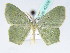  ( - BC ZSM Lep 42505)  @12 [ ] CreativeCommons - Attribution Non-Commercial Share-Alike (2010) Axel Hausmann/Bavarian State Collection of Zoology (ZSM) SNSB, Zoologische Staatssammlung Muenchen