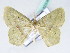  ( - BC ZSM Lep 42506)  @12 [ ] CreativeCommons - Attribution Non-Commercial Share-Alike (2010) Axel Hausmann/Bavarian State Collection of Zoology (ZSM) SNSB, Zoologische Staatssammlung Muenchen