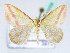  (Rhodometra satura - BC ZSM Lep 42509)  @11 [ ] CreativeCommons - Attribution Non-Commercial Share-Alike (2010) Axel Hausmann/Bavarian State Collection of Zoology (ZSM) SNSB, Zoologische Staatssammlung Muenchen