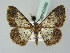  ( - BC ZSM Lep 43566)  @14 [ ] CreativeCommons - Attribution Non-Commercial Share-Alike (2010) Axel Hausmann/Bavarian State Collection of Zoology (ZSM) SNSB, Zoologische Staatssammlung Muenchen