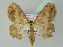  (Scopula natalica - BC ZSM Lep 43568)  @14 [ ] CreativeCommons - Attribution Non-Commercial Share-Alike (2010) Axel Hausmann/Bavarian State Collection of Zoology (ZSM) SNSB, Zoologische Staatssammlung Muenchen