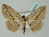  ( - BC ZSM Lep 43575)  @13 [ ] CreativeCommons - Attribution Non-Commercial Share-Alike (2010) Axel Hausmann/Bavarian State Collection of Zoology (ZSM) SNSB, Zoologische Staatssammlung Muenchen