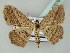  (Scopula bigeminata - BC ZSM Lep 43576)  @14 [ ] CreativeCommons - Attribution Non-Commercial Share-Alike (2010) Axel Hausmann/Bavarian State Collection of Zoology (ZSM) SNSB, Zoologische Staatssammlung Muenchen