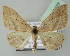  (Scopula nebulata - BC ZSM Lep 43577)  @14 [ ] CreativeCommons - Attribution Non-Commercial Share-Alike (2010) Axel Hausmann/Bavarian State Collection of Zoology (ZSM) SNSB, Zoologische Staatssammlung Muenchen