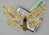  (Scopula donovani - BC ZSM Lep 43578)  @14 [ ] CreativeCommons - Attribution Non-Commercial Share-Alike (2010) Axel Hausmann/Bavarian State Collection of Zoology (ZSM) SNSB, Zoologische Staatssammlung Muenchen