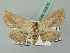  ( - BC ZSM Lep 43579)  @11 [ ] CreativeCommons - Attribution Non-Commercial Share-Alike (2010) Axel Hausmann/Bavarian State Collection of Zoology (ZSM) SNSB, Zoologische Staatssammlung Muenchen