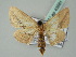  ( - BC ZSM Lep 43581)  @11 [ ] CreativeCommons - Attribution Non-Commercial Share-Alike (2010) Axel Hausmann/Bavarian State Collection of Zoology (ZSM) SNSB, Zoologische Staatssammlung Muenchen