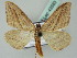  (Scopula silonaria - BC ZSM Lep 43583)  @14 [ ] CreativeCommons - Attribution Non-Commercial Share-Alike (2010) Axel Hausmann/Bavarian State Collection of Zoology (ZSM) SNSB, Zoologische Staatssammlung Muenchen