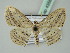  (Scopula erinaria - BC ZSM Lep 43586)  @14 [ ] CreativeCommons - Attribution Non-Commercial Share-Alike (2010) Axel Hausmann/Bavarian State Collection of Zoology (ZSM) SNSB, Zoologische Staatssammlung Muenchen