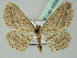  ( - BC ZSM Lep 43587)  @14 [ ] CreativeCommons - Attribution Non-Commercial Share-Alike (2010) Axel Hausmann/Bavarian State Collection of Zoology (ZSM) SNSB, Zoologische Staatssammlung Muenchen