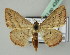  ( - BC ZSM Lep 43589)  @13 [ ] CreativeCommons - Attribution Non-Commercial Share-Alike (2010) Axel Hausmann/Bavarian State Collection of Zoology (ZSM) SNSB, Zoologische Staatssammlung Muenchen