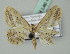  ( - BC ZSM Lep 43591)  @13 [ ] CreativeCommons - Attribution Non-Commercial Share-Alike (2010) Axel Hausmann/Bavarian State Collection of Zoology (ZSM) SNSB, Zoologische Staatssammlung Muenchen