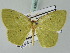  ( - BC ZSM Lep 43607)  @11 [ ] CreativeCommons - Attribution Non-Commercial Share-Alike (2010) Axel Hausmann/Bavarian State Collection of Zoology (ZSM) SNSB, Zoologische Staatssammlung Muenchen