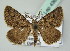  ( - BC ZSM Lep 43622)  @11 [ ] CreativeCommons - Attribution Non-Commercial Share-Alike (2010) Axel Hausmann/Bavarian State Collection of Zoology (ZSM) SNSB, Zoologische Staatssammlung Muenchen