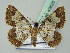  ( - BC ZSM Lep 43625)  @13 [ ] CreativeCommons - Attribution Non-Commercial Share-Alike (2010) Axel Hausmann/Bavarian State Collection of Zoology (ZSM) SNSB, Zoologische Staatssammlung Muenchen