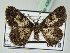  ( - BC ZSM Lep 43626)  @11 [ ] CreativeCommons - Attribution Non-Commercial Share-Alike (2010) Axel Hausmann/Bavarian State Collection of Zoology (ZSM) SNSB, Zoologische Staatssammlung Muenchen