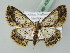  ( - BC ZSM Lep 43633)  @14 [ ] CreativeCommons - Attribution Non-Commercial Share-Alike (2010) Axel Hausmann/Bavarian State Collection of Zoology (ZSM) SNSB, Zoologische Staatssammlung Muenchen