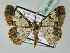  ( - BC ZSM Lep 43636)  @14 [ ] CreativeCommons - Attribution Non-Commercial Share-Alike (2010) Axel Hausmann/Bavarian State Collection of Zoology (ZSM) SNSB, Zoologische Staatssammlung Muenchen