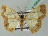  ( - BC ZSM Lep 43648)  @11 [ ] CreativeCommons - Attribution Non-Commercial Share-Alike (2010) Axel Hausmann/Bavarian State Collection of Zoology (ZSM) SNSB, Zoologische Staatssammlung Muenchen