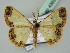  ( - BC ZSM Lep 43654)  @13 [ ] CreativeCommons - Attribution Non-Commercial Share-Alike (2010) Axel Hausmann/Bavarian State Collection of Zoology (ZSM) SNSB, Zoologische Staatssammlung Muenchen