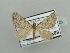  (Conchylia canescens - BC ZSM Lep 44323)  @13 [ ] CreativeCommons - Attribution Non-Commercial Share-Alike (2010) Axel Hausmann/Bavarian State Collection of Zoology (ZSM) SNSB, Zoologische Staatssammlung Muenchen