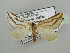  ( - BC ZSM Lep 44324)  @11 [ ] CreativeCommons - Attribution Non-Commercial Share-Alike (2010) Axel Hausmann/Bavarian State Collection of Zoology (ZSM) SNSB, Zoologische Staatssammlung Muenchen