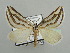 (Conchylia nitidula - BC ZSM Lep 44325)  @13 [ ] CreativeCommons - Attribution Non-Commercial Share-Alike (2010) Axel Hausmann/Bavarian State Collection of Zoology (ZSM) SNSB, Zoologische Staatssammlung Muenchen