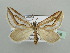  (Conchylia rhabdocampa - BC ZSM Lep 44326)  @11 [ ] CreativeCommons - Attribution Non-Commercial Share-Alike (2010) Axel Hausmann/Bavarian State Collection of Zoology (ZSM) SNSB, Zoologische Staatssammlung Muenchen