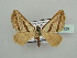  (Conchylia sesquifascia - BC ZSM Lep 44329)  @13 [ ] CreativeCommons - Attribution Non-Commercial Share-Alike (2010) Axel Hausmann/Bavarian State Collection of Zoology (ZSM) SNSB, Zoologische Staatssammlung Muenchen