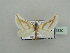  (Conchylia BOLD:AAV9320 - BC ZSM Lep 44330)  @13 [ ] CreativeCommons - Attribution Non-Commercial Share-Alike (2010) Axel Hausmann/Bavarian State Collection of Zoology (ZSM) SNSB, Zoologische Staatssammlung Muenchen