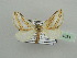  (Conchylia pactolaria - BC ZSM Lep 44331)  @11 [ ] CreativeCommons - Attribution Non-Commercial Share-Alike (2010) Axel Hausmann/Bavarian State Collection of Zoology (ZSM) SNSB, Zoologische Staatssammlung Muenchen