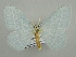  ( - BC ZSM Lep 44339)  @13 [ ] CreativeCommons - Attribution Non-Commercial Share-Alike (2010) Axel Hausmann/Bavarian State Collection of Zoology (ZSM) SNSB, Zoologische Staatssammlung Muenchen