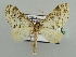  ( - BC ZSM Lep 44342)  @13 [ ] CreativeCommons - Attribution Non-Commercial Share-Alike (2010) Axel Hausmann/Bavarian State Collection of Zoology (ZSM) SNSB, Zoologische Staatssammlung Muenchen