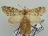  (Protosteira HS03SA - BC ZSM Lep 44348)  @12 [ ] CreativeCommons - Attribution Non-Commercial Share-Alike (2010) Axel Hausmann/Bavarian State Collection of Zoology (ZSM) SNSB, Zoologische Staatssammlung Muenchen