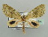  ( - BC ZSM Lep 44349)  @11 [ ] CreativeCommons - Attribution Non-Commercial Share-Alike (2010) Axel Hausmann/Bavarian State Collection of Zoology (ZSM) SNSB, Zoologische Staatssammlung Muenchen
