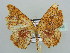  ( - BC ZSM Lep 44364)  @11 [ ] CreativeCommons - Attribution Non-Commercial Share-Alike (2010) Axel Hausmann/Bavarian State Collection of Zoology (ZSM) SNSB, Zoologische Staatssammlung Muenchen