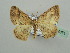  ( - BC ZSM Lep 44371)  @12 [ ] CreativeCommons - Attribution Non-Commercial Share-Alike (2010) Axel Hausmann/Bavarian State Collection of Zoology (ZSM) SNSB, Zoologische Staatssammlung Muenchen